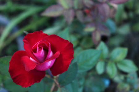 Close-ups highligh the beautiful details of red roses at day light ,beautiful colors, flowers in bloomの写真素材