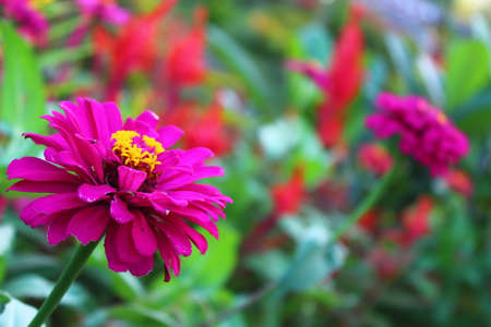 Harmonious composition, small yellow flowers and green leaves with purple flowers in bloomの写真素材