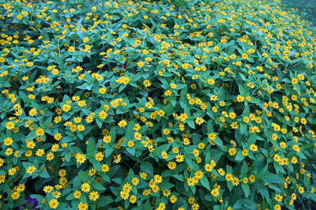 A view of yellow flowers in bloom at dayの写真素材