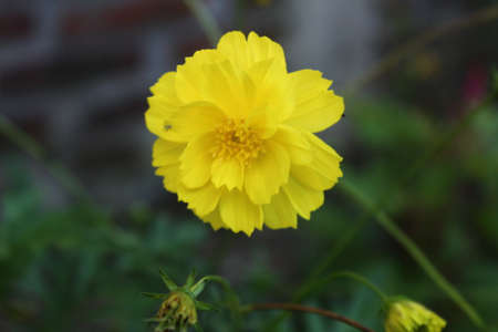 A view of yellow flowers in bloom at dayの写真素材