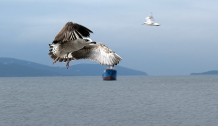 flying seagull with its wings openの写真素材