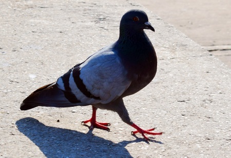 pigeon with all the beautyの写真素材