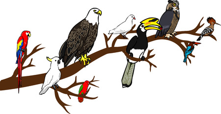 Different bird species Perch on the same branchのイラスト素材