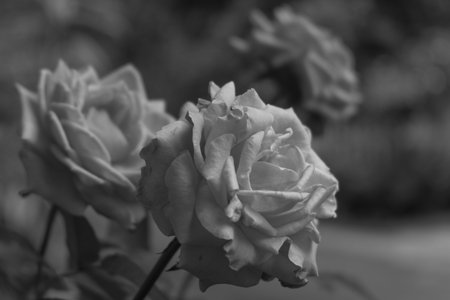 The photo is a photo of a rose in black and white. The photo is very suitable for background purposesの写真素材