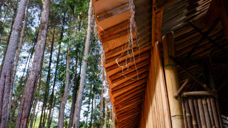 Photo of a wooden house set in a pine forest in Wadaslintangの写真素材