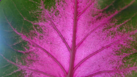 Photo of a heart shaped plant in a pretty and attractive colorの写真素材