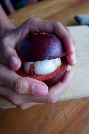 The photo is a photo of a person holding mangosteen and teaの写真素材