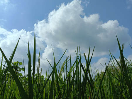 The photo is a photo of wild plants I took in the forest near my house.の写真素材