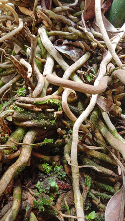 Abstract photos with strange patterns, very suitable as a backgroundの写真素材