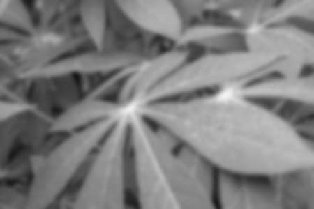 Beautiful flower blur photos, photos of fresh plants, photos of flowers in bloomの写真素材