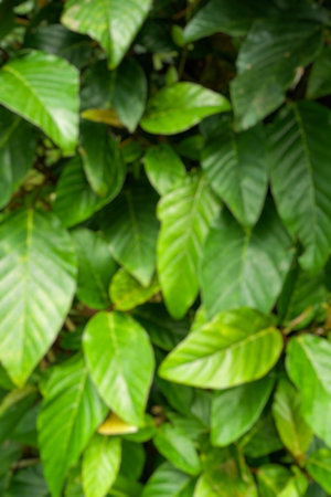 Beautiful flower blur photos, photos of fresh plants, photos of flowers in bloom