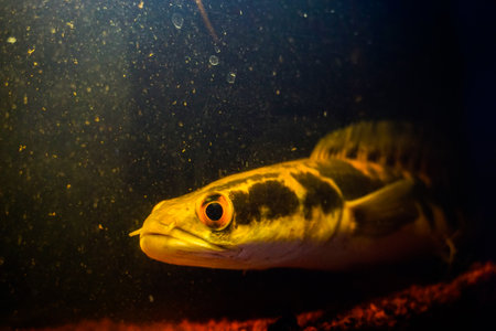 Stock photo of fish and some aquarium equipmentの写真素材