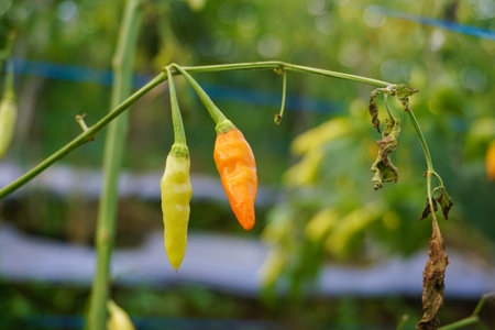 Stock photo of modern home garden composition filled with many beautiful plants. Stylish botanical interior. Home gardening concept.の写真素材
