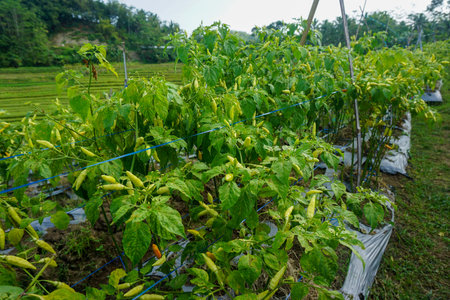 Stock photo of modern home garden composition filled with many beautiful plants. Stylish botanical interior. Home gardening concept.の写真素材