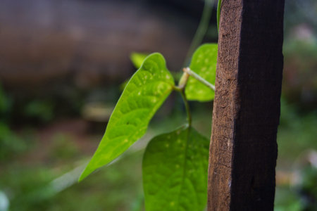 Stock photo of modern home garden composition filled with many beautiful plants. Stylish botanical interior. Home gardening concept.の写真素材