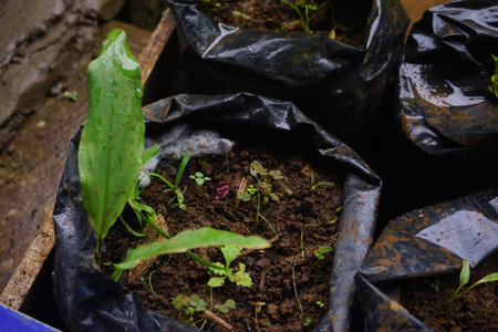 Stock photo of modern home garden composition filled with many beautiful plants. Stylish botanical interior. Home gardening concept.の写真素材