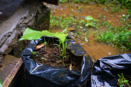 Stock photo of modern home garden composition filled with many beautiful plants. Stylish botanical interior. Home gardening concept.の写真素材