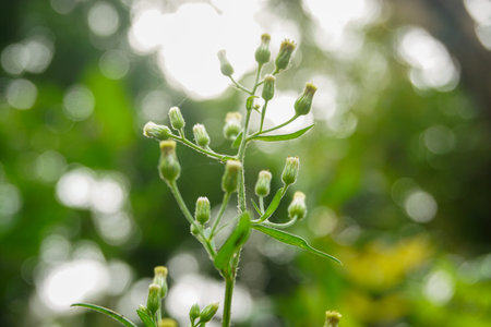 Stock photo of Young plant Growing In Sunlight