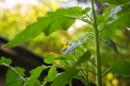 Stock photo of Young plant Growing In Sunlight