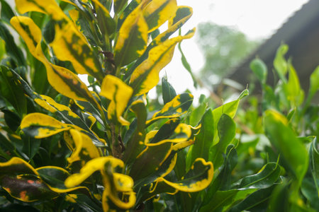 Stock photo of Young plant Growing In Sunlightの写真素材