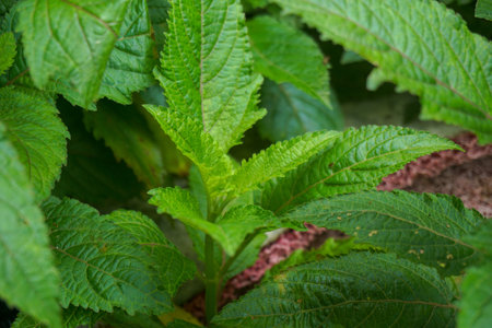 Stock photo of Young plant Growing In Sunlight