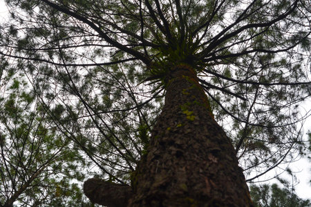 Photos of natural scenery in the form of a fresh forest