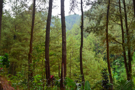 Photos of natural scenery in the form of a fresh forestの写真素材
