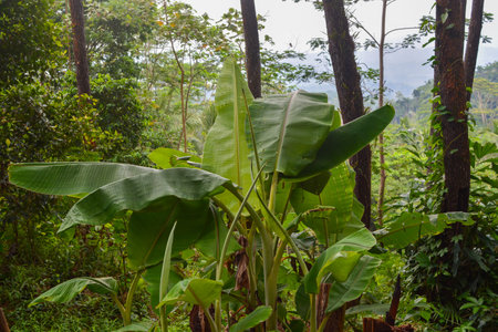 Photos of natural scenery in the form of a fresh forest
