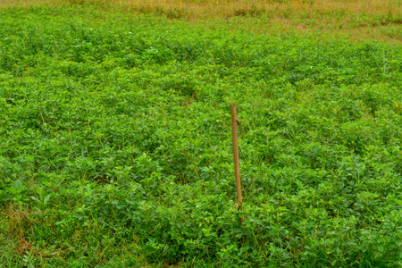 corn tree plant of flowers, stems, and leaves in a field.