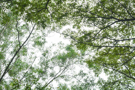 View of withered trees and green meadow in the morning in Wonosobo city park, Indonesia