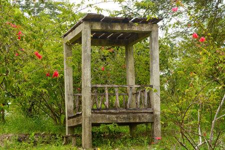 View of withered trees and green meadow in the morning in Wonosobo city park, Indonesiaの写真素材