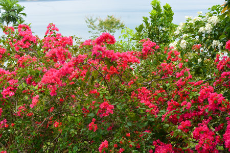Photo of the park in Tanjung Serut tourist villageの写真素材