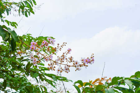 Photo of the park in Tanjung Serut tourist village