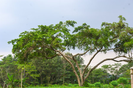 View of withered trees and green meadow in the morning in Wonosobo city park, Indonesiaの写真素材
