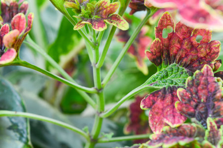 Close-up of plants, macro photographyの写真素材