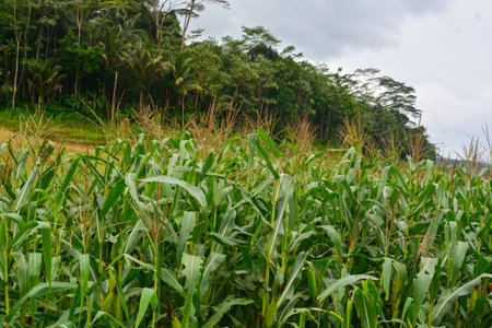 corn tree plant of flowers, stems, and leaves in a field.の写真素材
