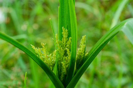 Close up of plants, flowers, leaves. Flat lay photography