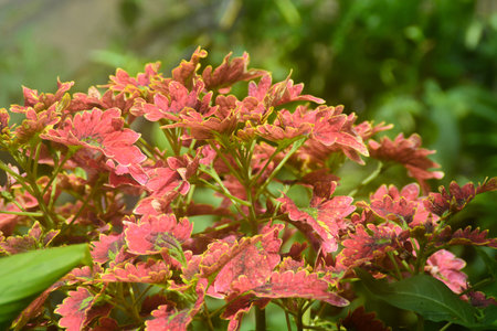 plants that are usually planted near the house grow well even though they are not given a lot of...