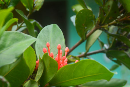 close up view of plants near the house that are starting to grow flowers in Woosobo, Indonesia. no people.の写真素材