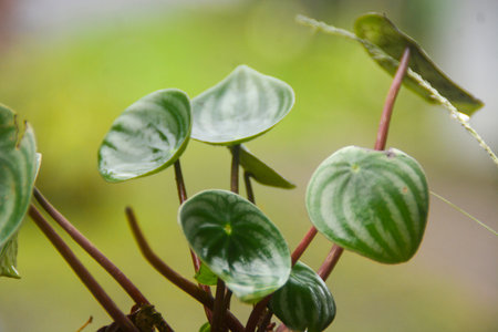 close up view of plants near the house that are starting to grow flowers in Woosobo, Indonesia. no people.の写真素材