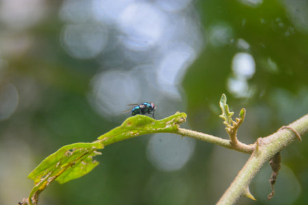 Close-up view of an insect perched on a blue iron pole. with a blurred background. no people.の写真素材