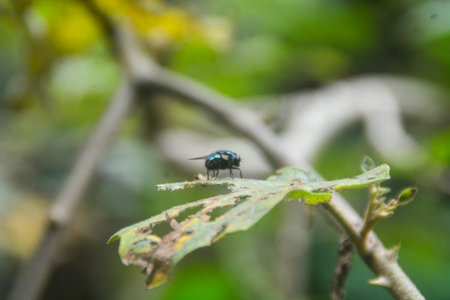 Close-up view of an insect perched on a blue iron pole. with a blurred background. no people.
