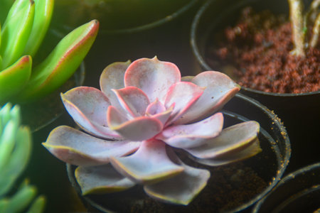 Succulent plants have a miniature shape. The thick leaves contain a lot of water. This plant is usually planted in small pots to be used as an ornamental plant.の写真素材