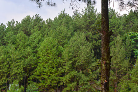 Landscape views of tropical forests which are used as natural attractions