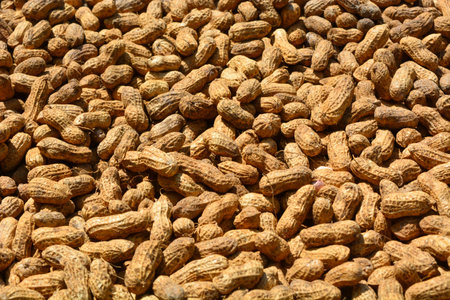Flat lay of peanuts that are being dried in the sun with their skins onの写真素材