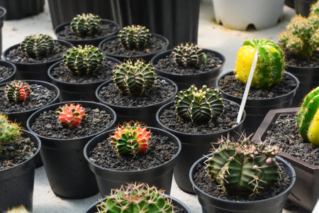 Mini Cactus in the pot, cacti plant store. Mini cactus as a background. Beautiful Colorful Gymnocalycium cactus. Vertical photo, top view.の写真素材