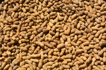 Flat lay of peanuts that are being dried in the sun with their skins onの写真素材