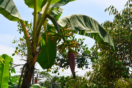 Banana trees growing lush against a blue sky background.の写真素材