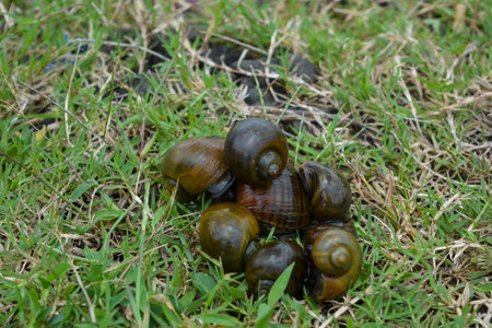 Golden snails that are in a rock and lay eggsの写真素材