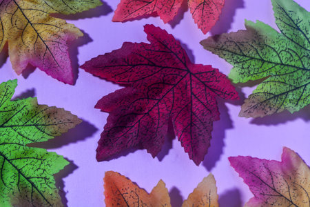Orange, yellow and red maple leaves on a pink backgroundの写真素材